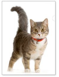 オリジナルデザインの高彩度エコペーパーファイルサンプル